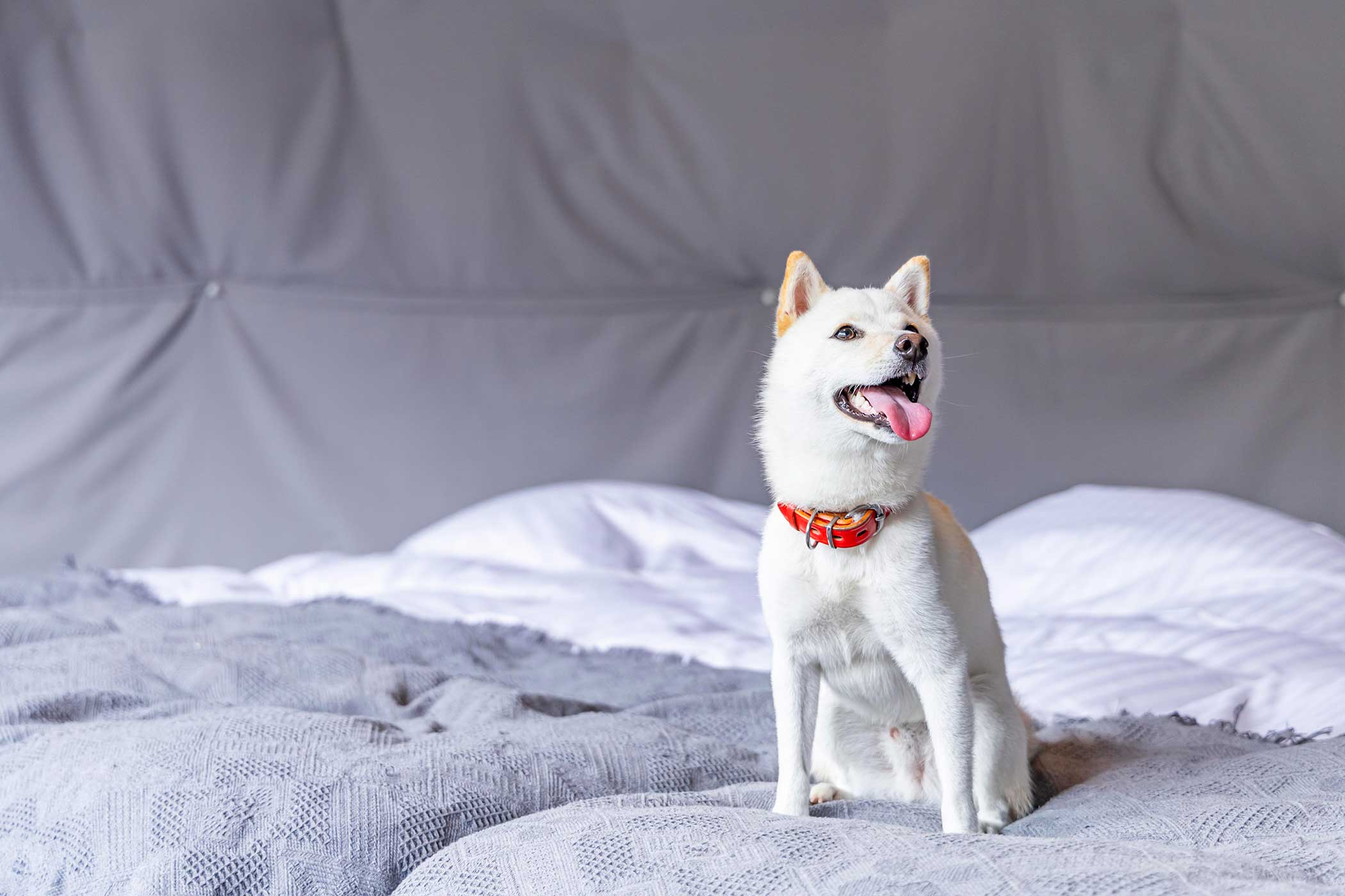 The room where only one group per day can stay with their dogs